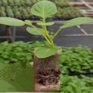 Shangi Potato Cuttings