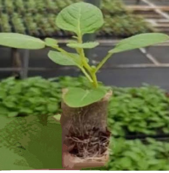 Shangi Potato Cuttings