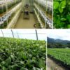 Certified Coffee Seedlings