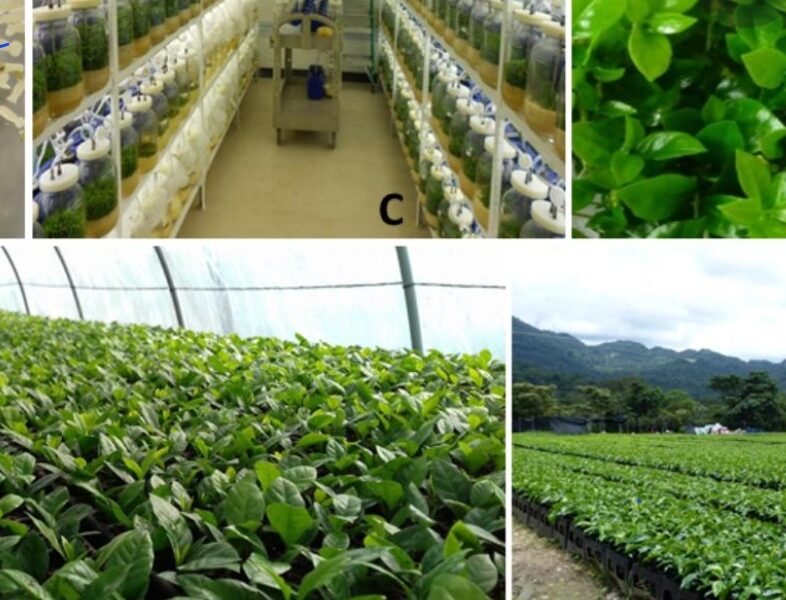 Certified Coffee Seedlings