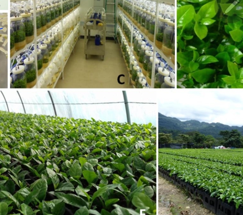 Certified Coffee Seedlings