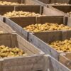 Certified Shangi Seed Potato. Certified Shangi Seed Potatoes Can be sold in Bags, Kg or per tuber