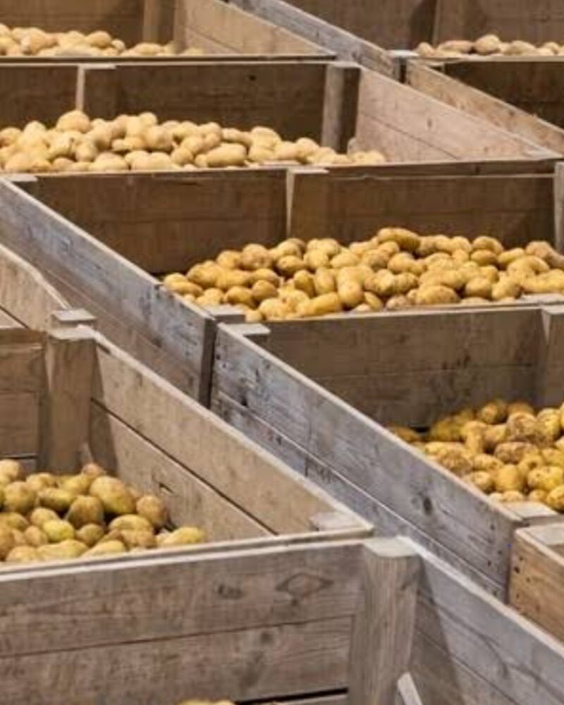 Certified Shangi Seed Potato. Certified Shangi Seed Potatoes Can be sold in Bags, Kg or per tuber