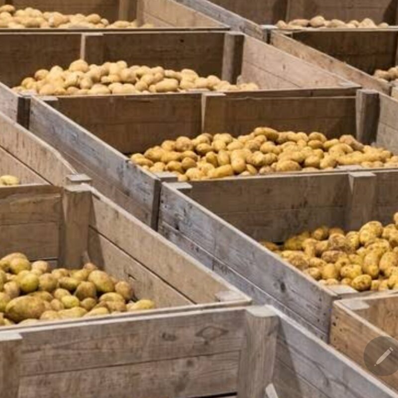 Certified Shangi Seed Potato. Certified Shangi Seed Potatoes Can be sold in Bags, Kg or per tuber