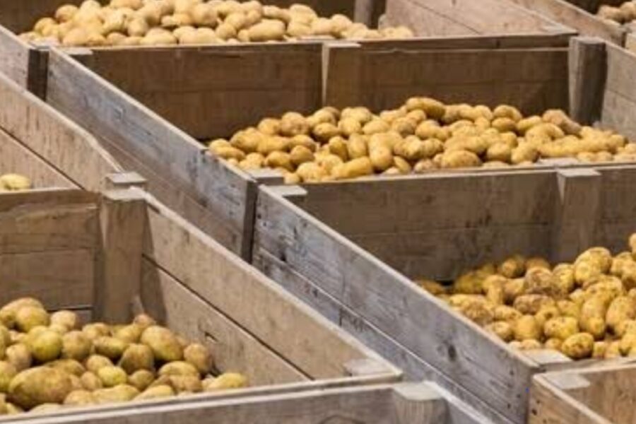 Certified Shangi Seed Potato. Certified Shangi Seed Potatoes Can be sold in Bags, Kg or per tuber