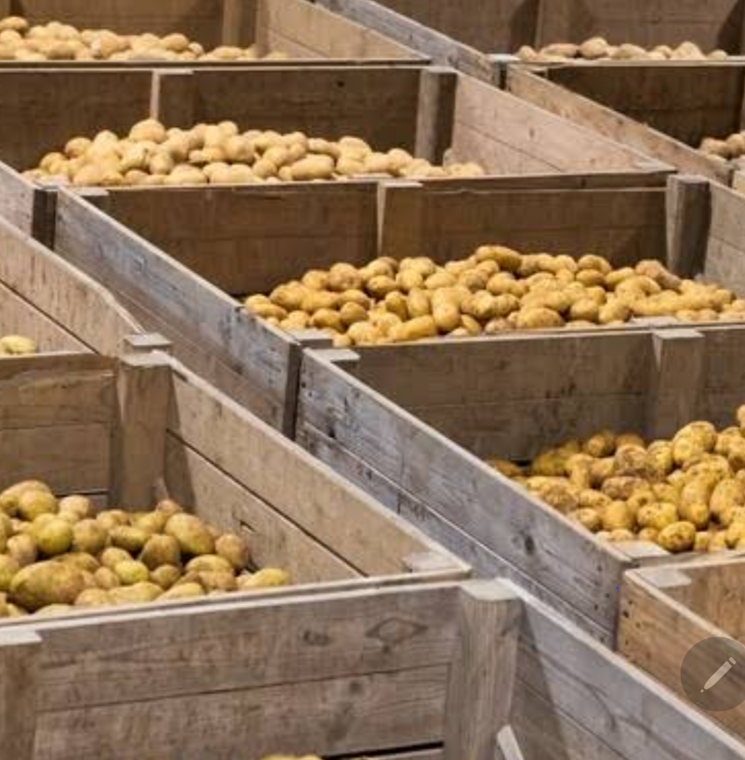 Certified Shangi Seed Potatoes: A Smart Choice for Farmers